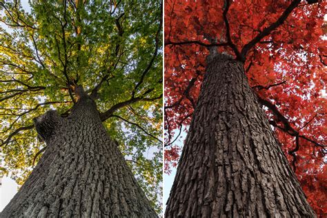 5 Ways To Identify Oak Trees in Florida