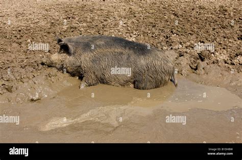 Pig Mud Bath High Resolution Stock Photography and Images - Alamy