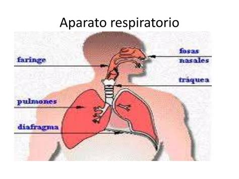 Aparato Respiratorio Por Erika Zambrano Ppt