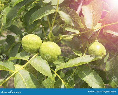 The Fruits Of Green Walnut Hang On A Branch Walnut Tree Young Green