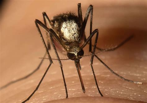 Disease Carrying Mosquito Species Returns To Florida The Scientist Magazine®