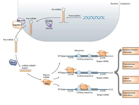 3 Schematic Overview Of Mirna Biogenesis And Function The Primary