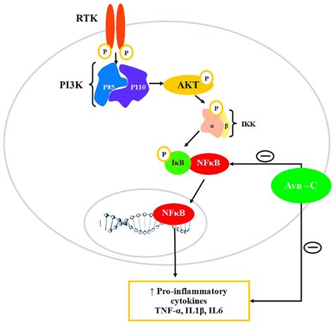 Modulation Of Pi K Akt Nf B Signaling Pathway By Avn C Pi K