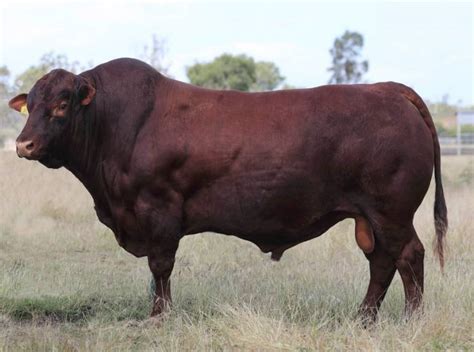 Rocky Repro Queenslands Bovine Reproduction Centre