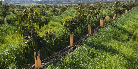 Avocado Farming: Planting, Caring, & Harvesting For High Yield