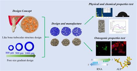 Effect Of Pore Size On The Physicochemical Properties And Osteogenesis