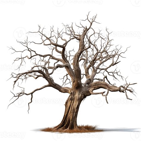 Dead Tree On Transparent Background 27245573 Png