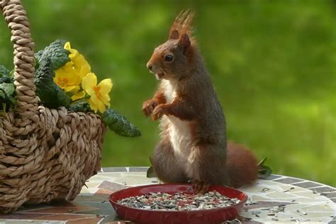 Effective Ways To Keep Squirrels Out Of Your Flower Pots Gardenia Organic