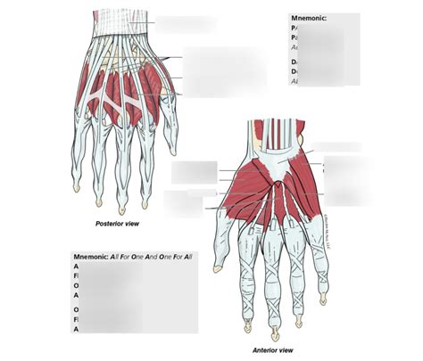 Intrinsic Muscles Of The Hand Diagram Quizlet