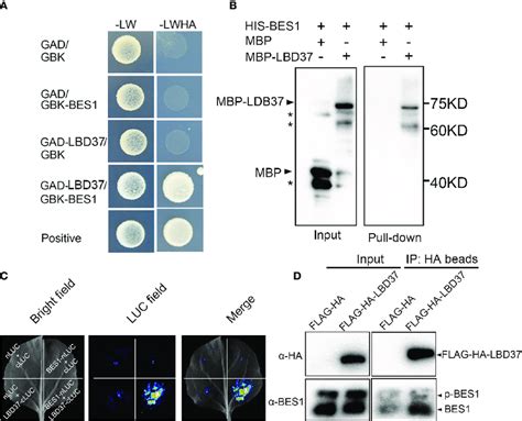 Bes Interacts With Lbd A Yeast Two Hybrid Assays The