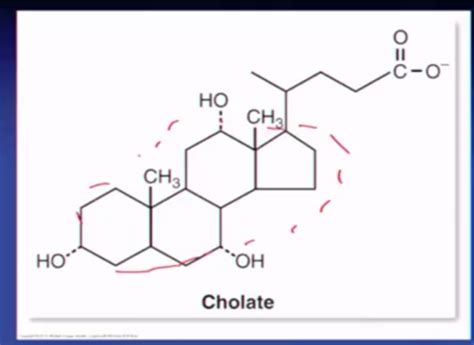 CHAPTER 32 LIPID METABOLISM Flashcards Quizlet