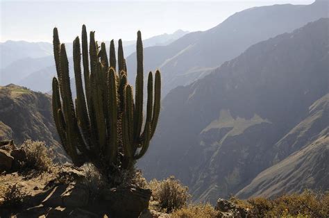 Colca Canyon Cruz Del Condor Cactus Colca Canyon Pictures