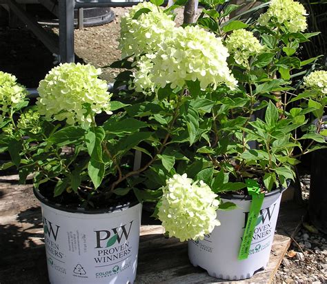 Little Lime Hydrangea Knechts Nurseries And Landscaping