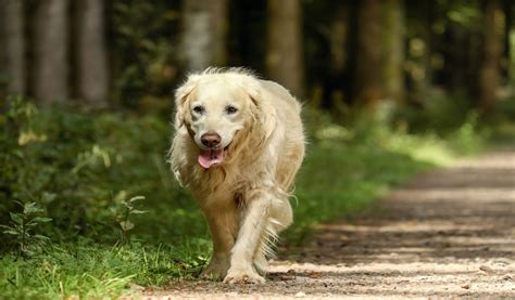 ¿por Qué Mi Perro Jadea Mucho Causas Y Qué Hacer