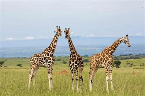 10 African wild Animals to Explore | Focus East Africa Tours