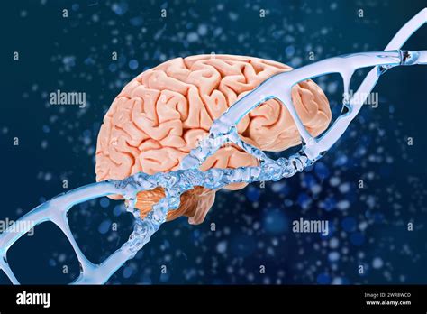 Human Brain Dna Structure Helix Deoxyribonucleic Acid Nucleic