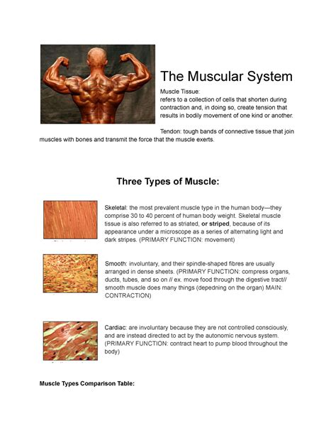 Chapter 3 - The Muscular System - The Muscular System Muscle Tissue