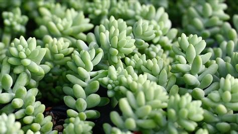 How To Care For Sedum Succulents Chicago Land Gardening