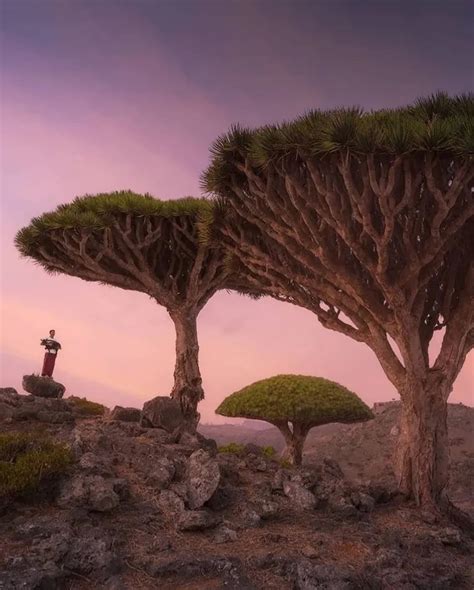 Socotra Island In Yemen