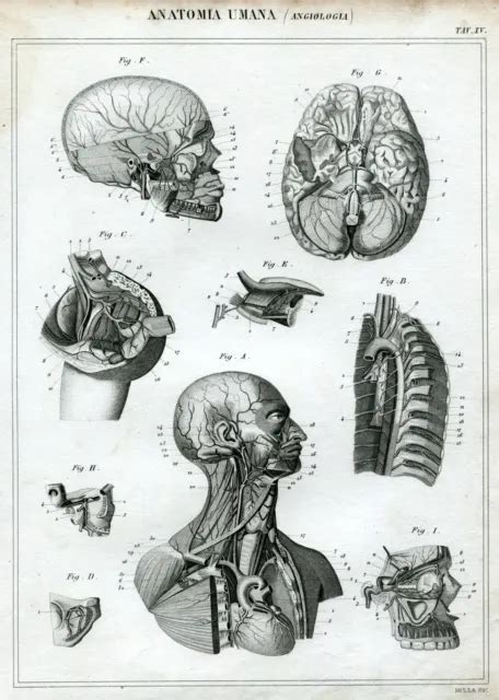 ANATOMIA UMANA ANGIOLOGIA 8 Medicina 15 Incisione Su Rame Stampa