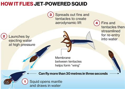 Flying Squids: Everything you need to know about them