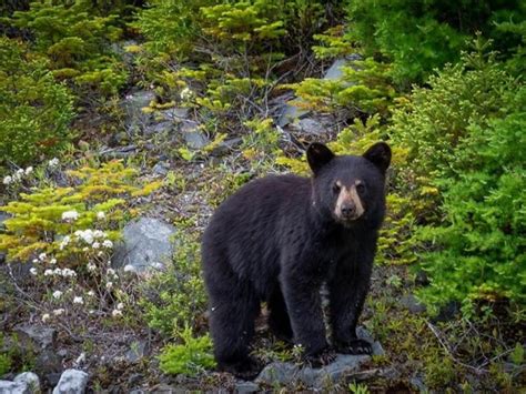 Black Bears In The Smoky Mountains Everything You Should Know Alexys