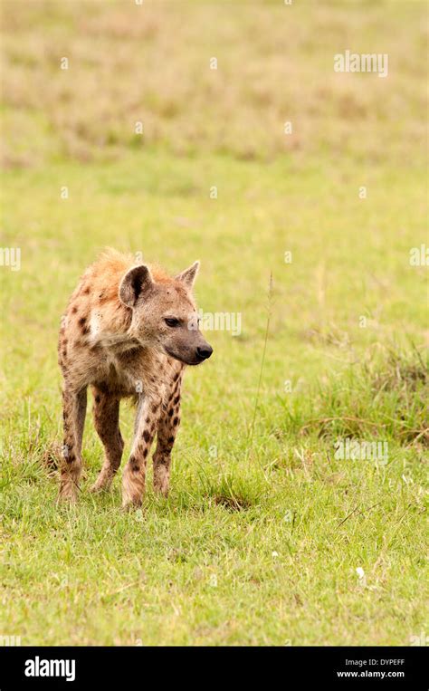 Vertical Portrait Of Adult Spotted Hyena Crocuta Crocuta Hyaenidae