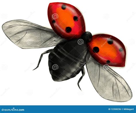 Flying Ladybug Isolated Stock Illustration Illustration Of Ladybug 12350236