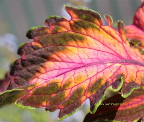 Plantfiles Pictures Coleus Flame Nettle Painted Nettle Beauty Of