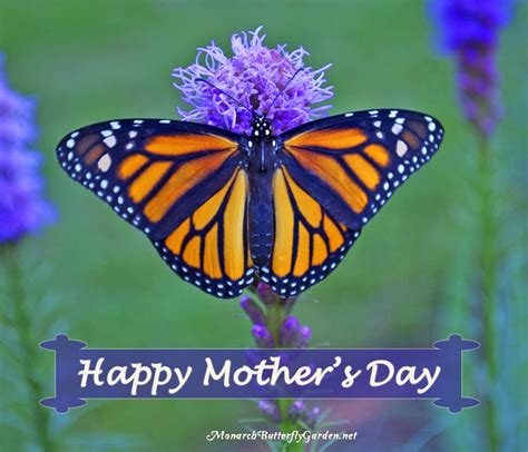 Happy Mothers Day Butterfly Images Design Corral