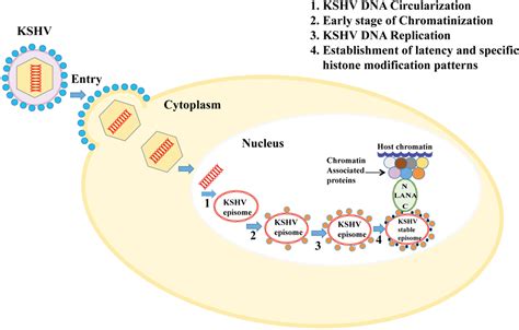 Cancers Free Full Text Chromatinization Of The KSHV Genome During