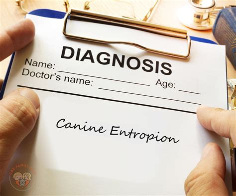 Canine Entropion Decoded Causes Symptoms Treatment