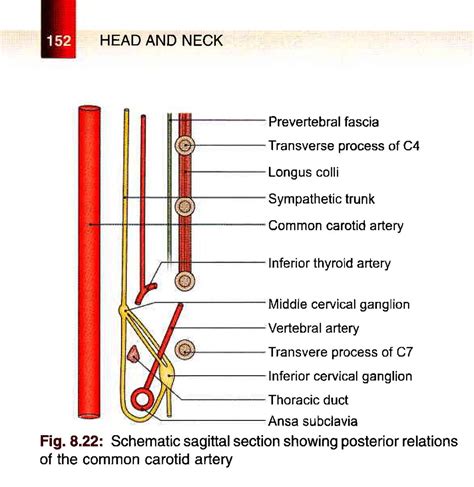 Bd Chaurasias Human Anatomy Volume Head Neck And Bra Flickr