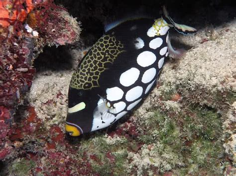 Triggerfish Species