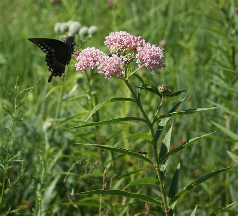 Asclepias Incarnata Swamp Milkweed