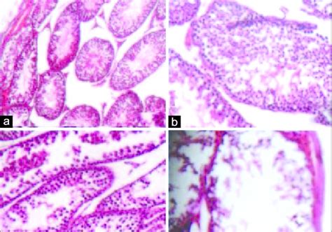 A Photomicrograph Of Rat Testis Of Control Rats Showing Normal Download Scientific Diagram