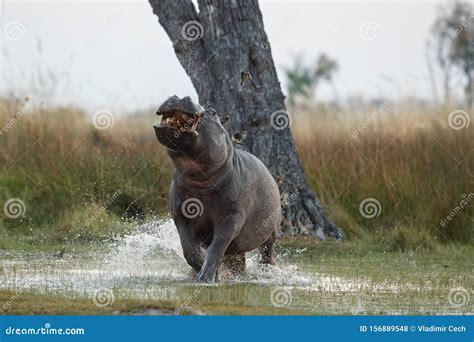 Aggressive Hippo Male in the Nature Habitat Stock Photo - Image of ...