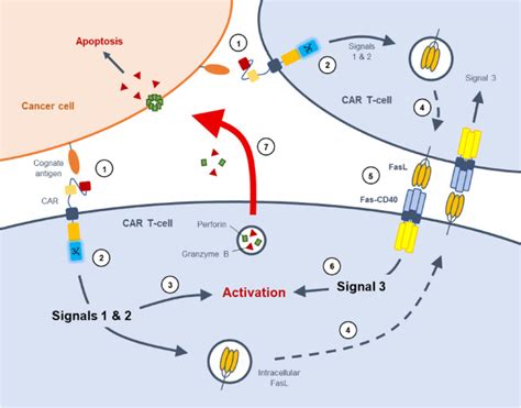 Novel Fas Tnfr Chimeras That Prevent Fas Ligand Mediated Kill And