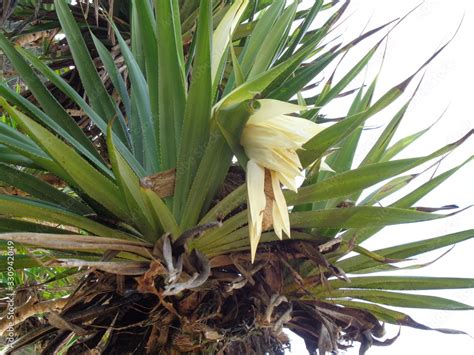 Fragrant Screwpine Flower Pandanus Fascicularis Pandanus Odorifer