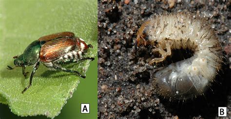 Japanese Beetle Larvae Identification