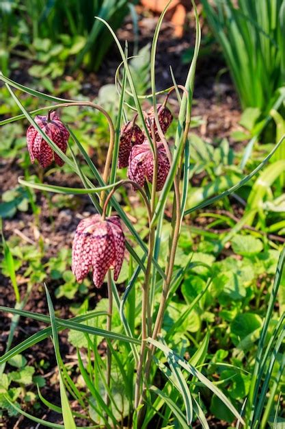 Premium Photo Snakes Head Fritillary Fritillaria Meleagris In A Garden