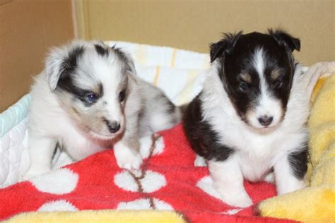 Sheltie pups | Cute puppies, Pup, Sheltie