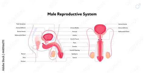 Human Reproductive System Anatomy Inforgaphic Chart Vector Flat