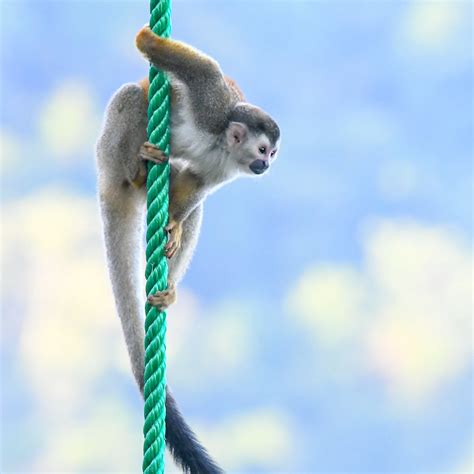 Squirrel Monkey Quepos Costa Rica Squirrel Monkey On Ou Flickr