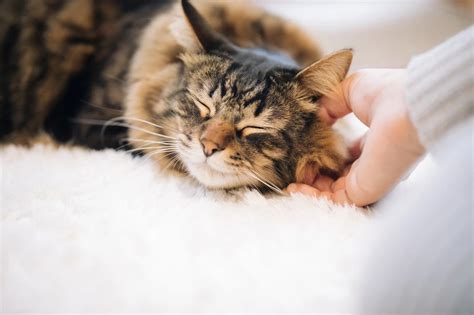 猫がスリスリしてくる9つの理由を徹底解説｜飼い猫ココのブログ