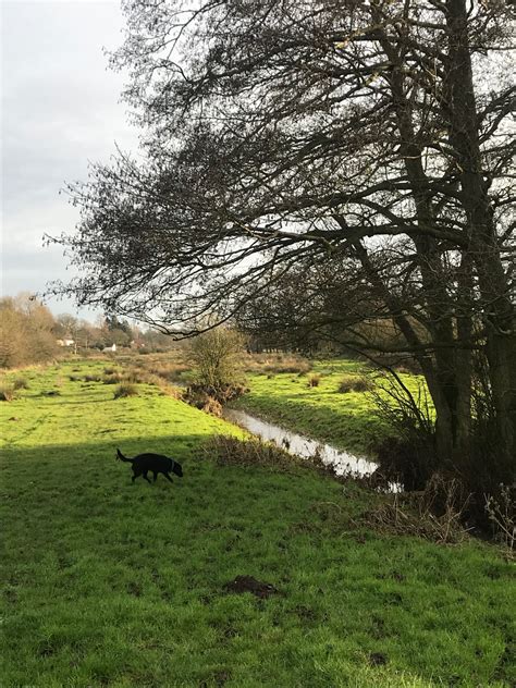 Welcome to the Shotesham website