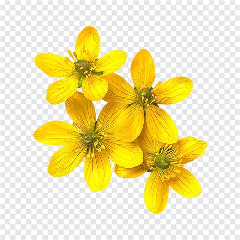Celandine flower isolated on a transparent background | Premium AI