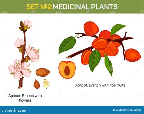 Apricot Branch With Flowers And Ripe Fruits Cross Section Stock Vector