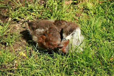 Baby Pigeon Stock Photos, Images and Backgrounds for Free Download