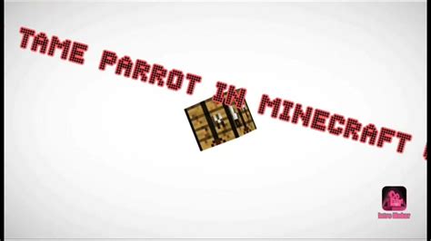 How To Tame Parrot In Minecraft Gameplay How To Tame Parrot In Minecraft Gameplay Youtube